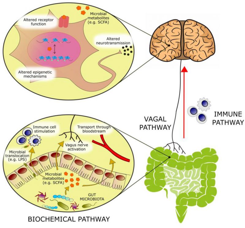The Gut-Brain Connection: How Microbes Affect Mood & Energy