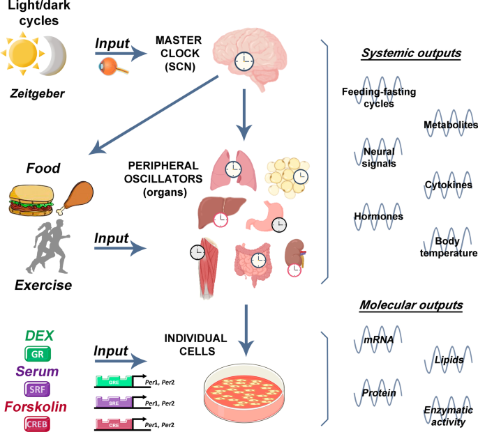 Beyond Calories: Mastering Metabolic Flexibility for Sustainable Weight Management and Lifelong Energy